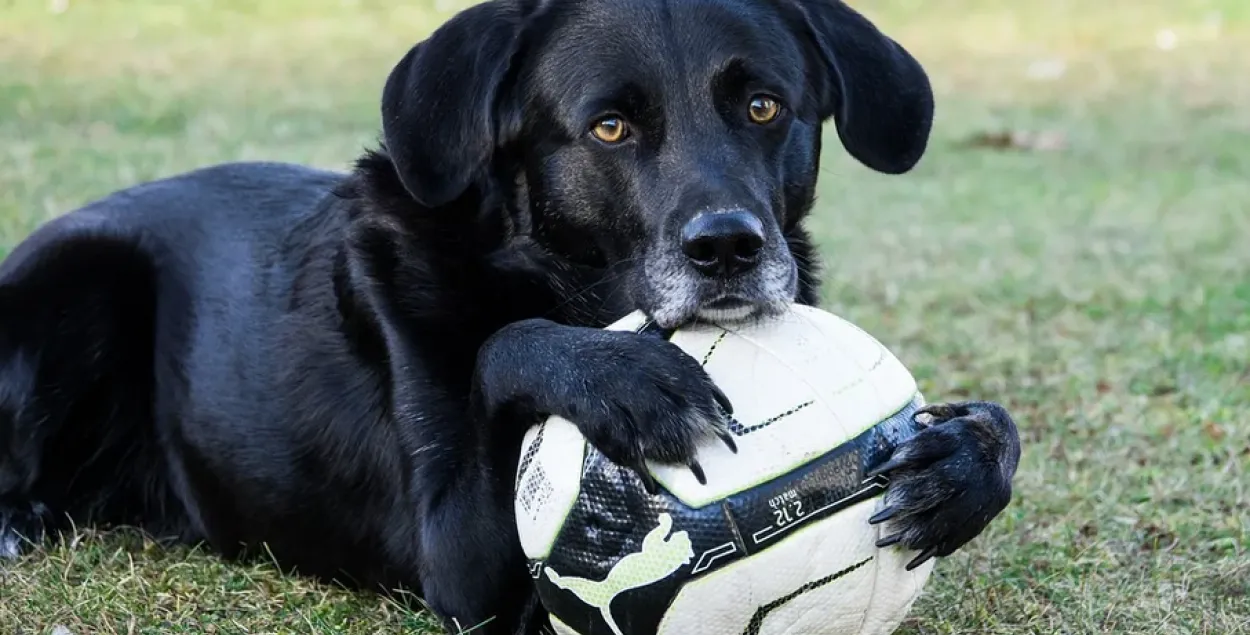 Собака &quot;несанкционированно&quot; попала на футбольное поле / Иллюстративное фото&nbsp;pixabay.com