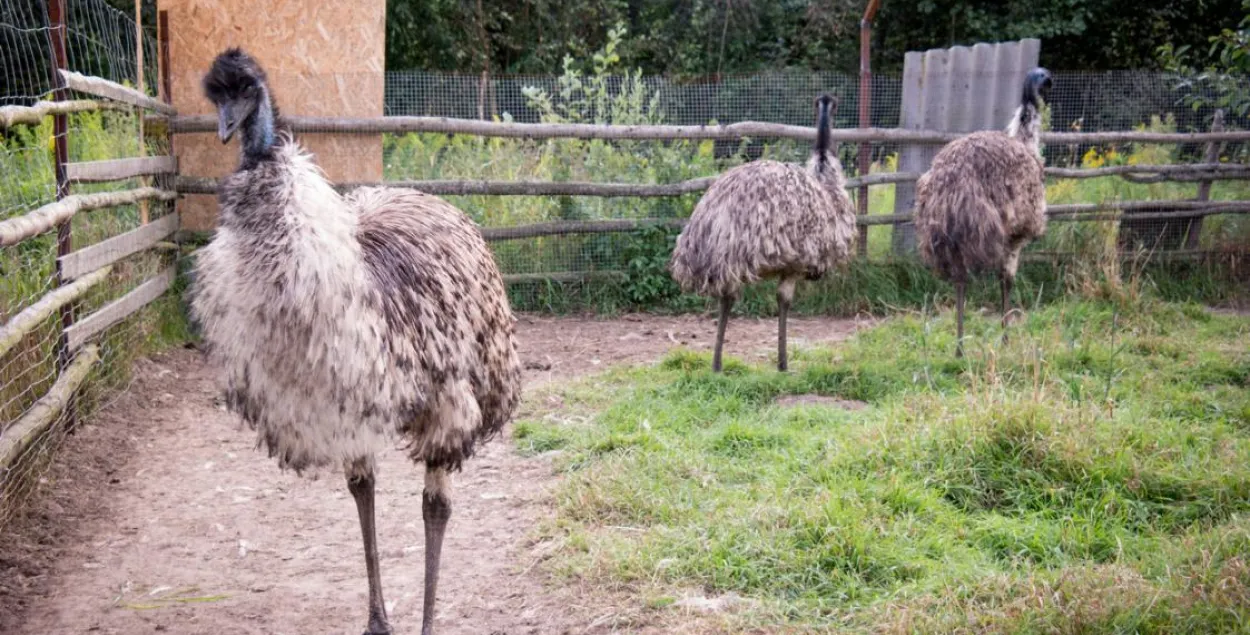 Два страуса, сбежавших под Осиповичами, до сих пор не найдены  
