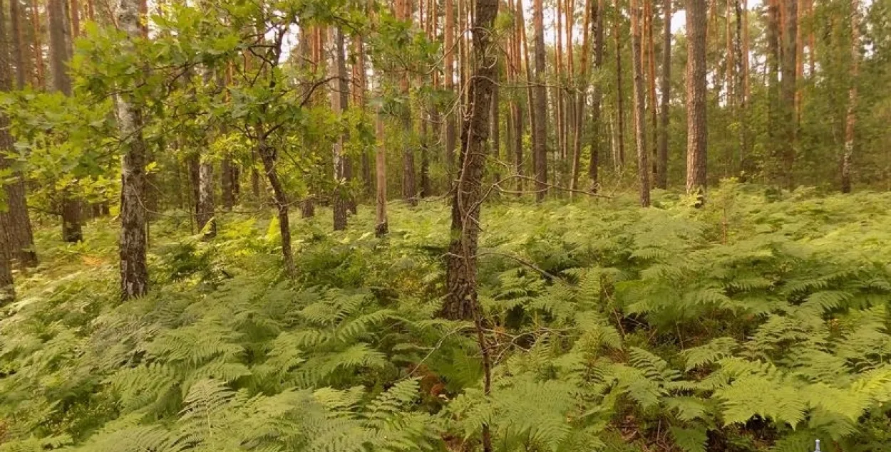 У Столінскім раёне ў лесе знайшлі парэшткі пенсіянера, які знік летась