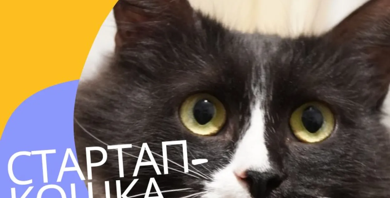 Чтобы пристроить “стартап-кошку”, минчанин опубликовал необычное объявление