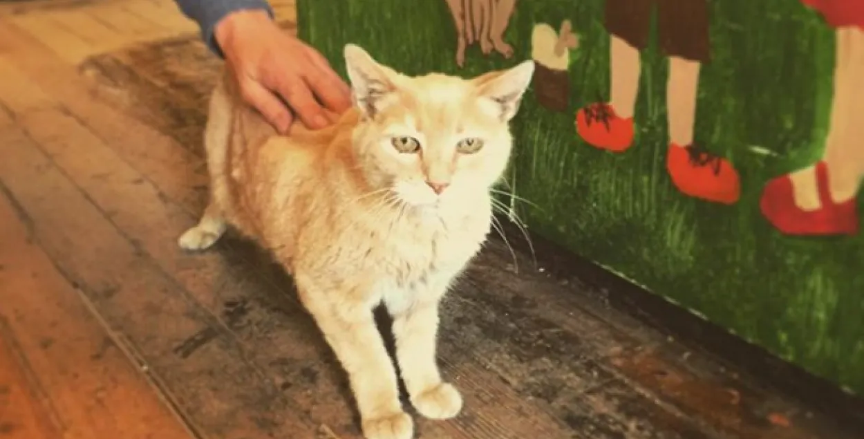 Памёр кот Стабс, які 20 гадоў быў мэрам горада Талкітна на Алясцы