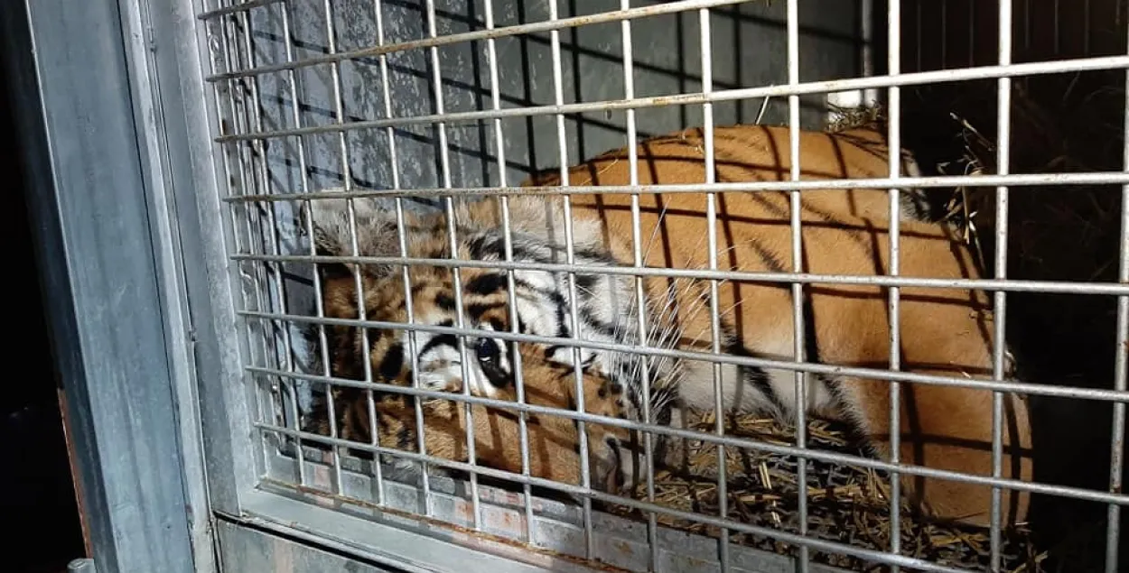 Тигр из Познаньского зоопарка перед отправкой в ​​Испанию / Пресс-служба зоопарка