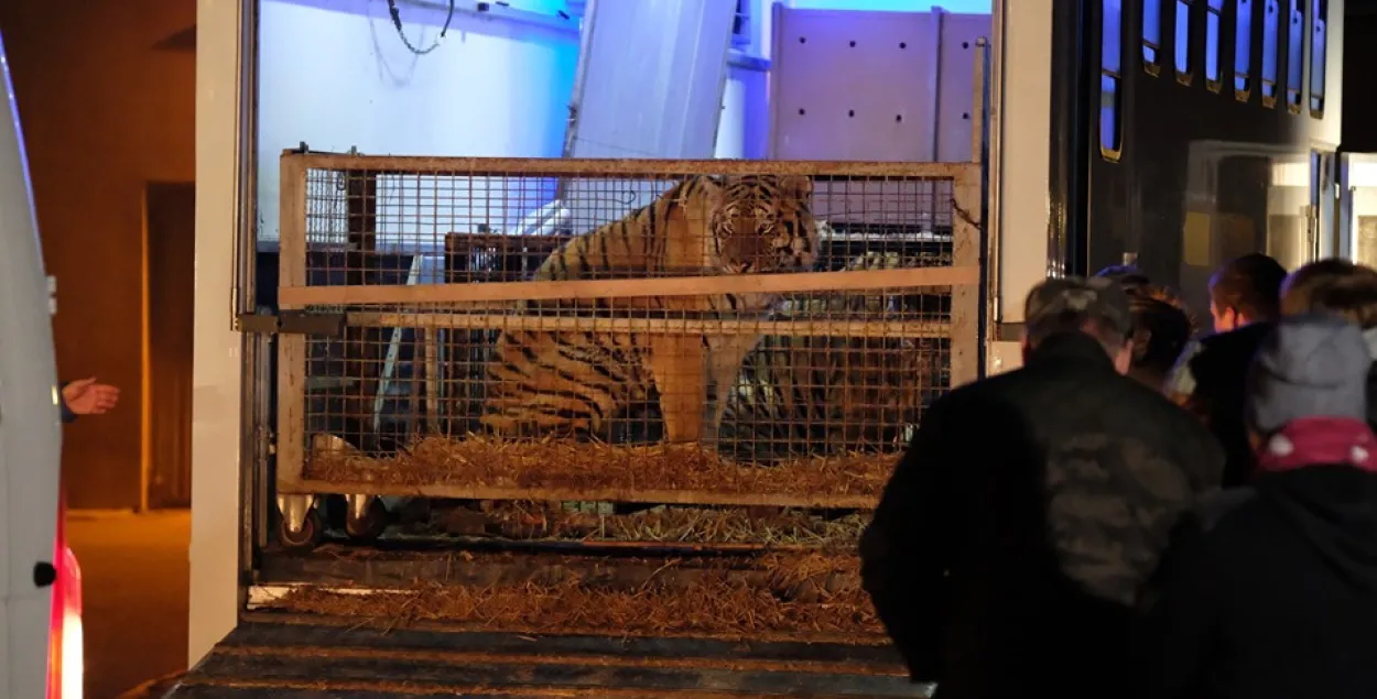 Тигры в Познаньском зоопарке / Из аккаунта Познаньского зоопарка в Фейсбуке