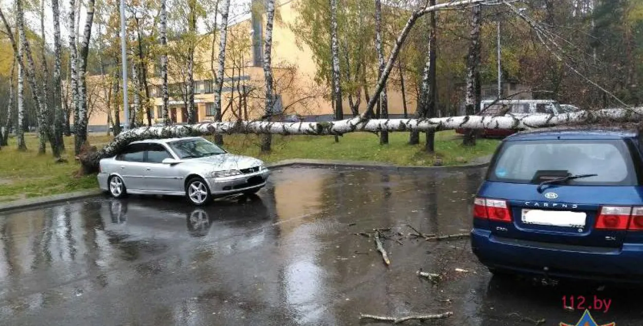 Сильный ветер во вторник валит в Минске деревья (фото) | Новости Беларуси |  euroradio.fm