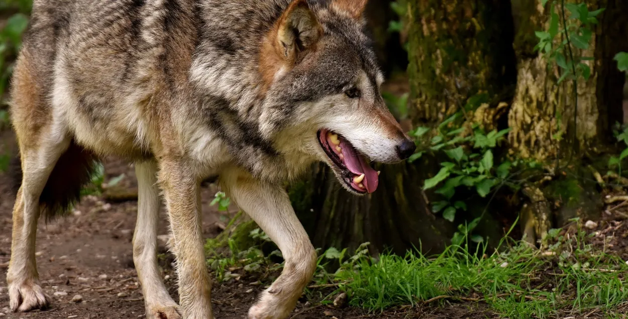 Волк зачастил в деревню в Пинском районе — атаковал людей