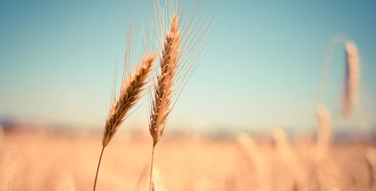 В ООН считают, что разрешение на экспорт белорусских удобрений может помочь в борьбе с голодом / pixabay
