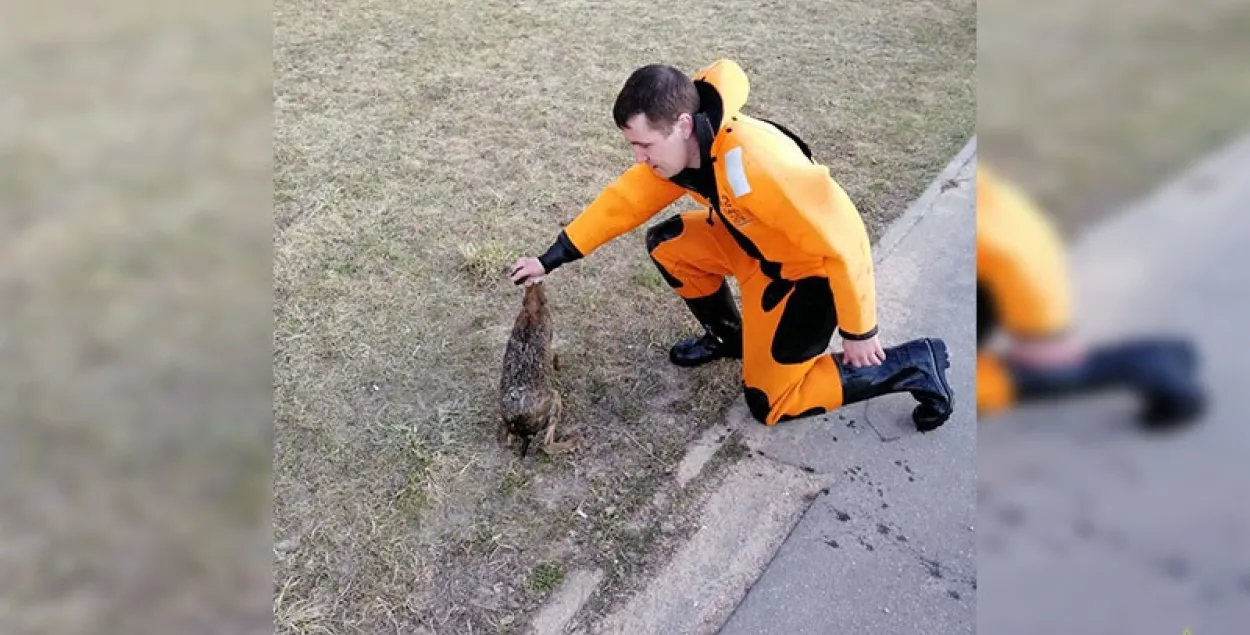 Спасатели вытащили животное из Лошицкого водохранилища / minsk.mchs.gov.by