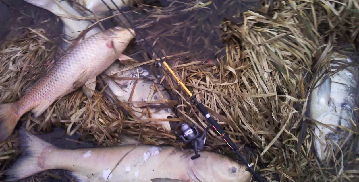 У Нясвіжскім раёне на возеры Дзікім здарыўся масавы замор рыбы