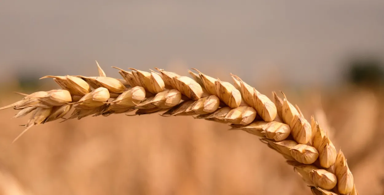 Литва может разрешить транзит украинского зерна через Беларусь / pixabay.com
