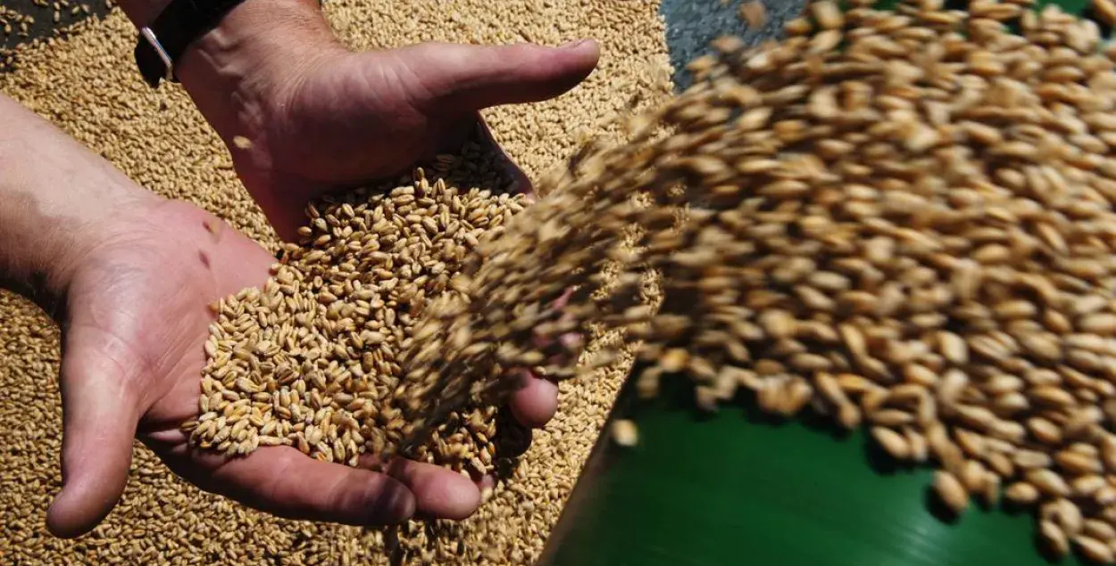 Беларусь изо всех сил хочет иметь отношение к зерновой сделке
