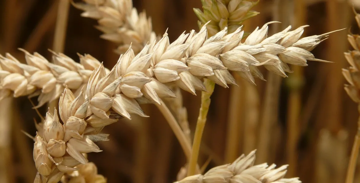 Беларусь запретила вывозить пшеницу, рожь, ячмень, кукурузу / pixabay.com​