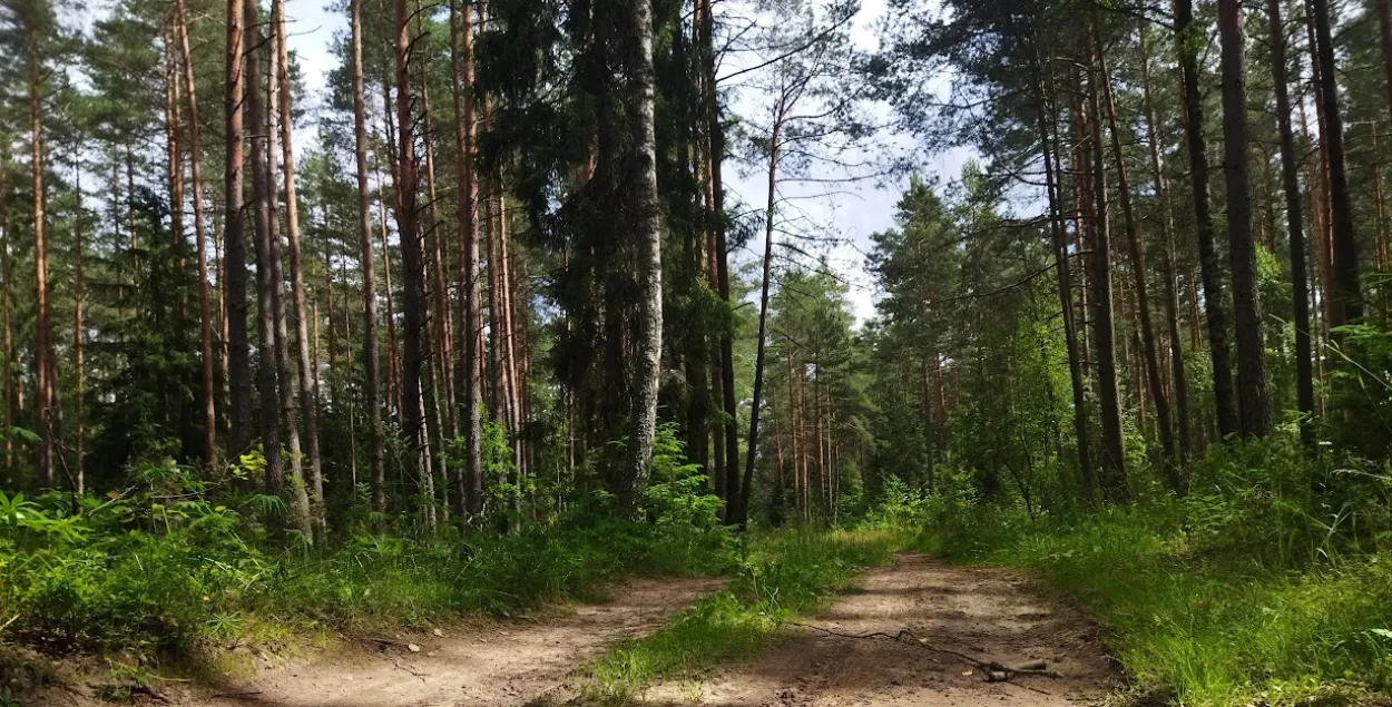 Запреты и ограничения на посещение лесов действуют в 40 районах Беларуси