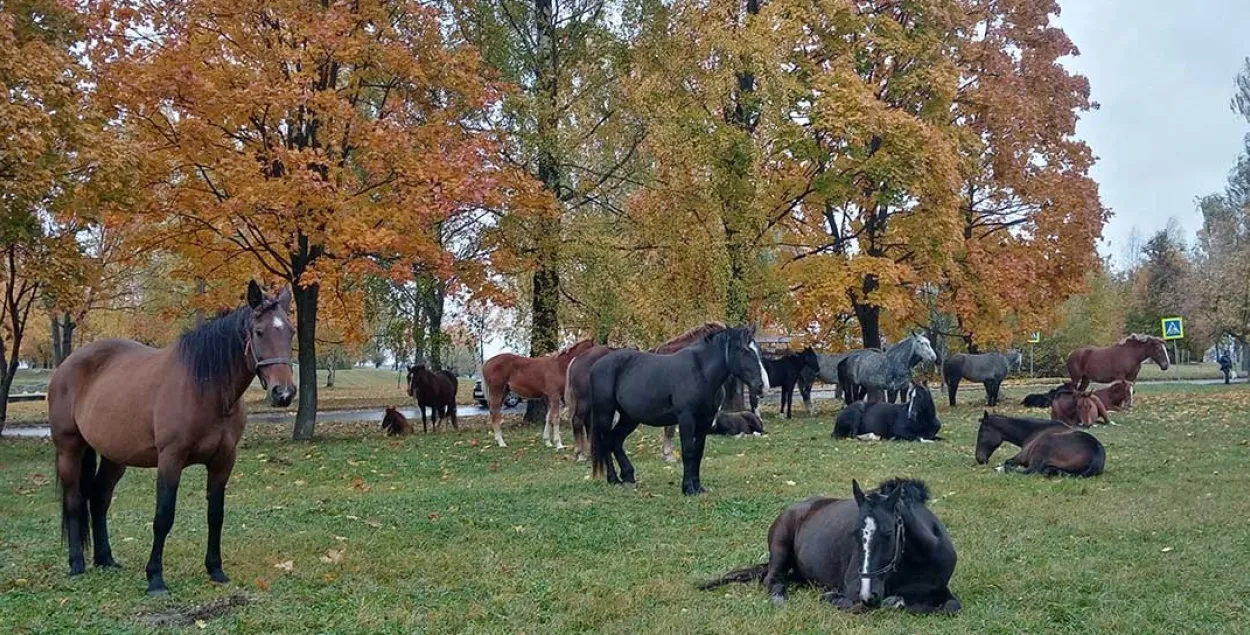 Лошади в Могилёве