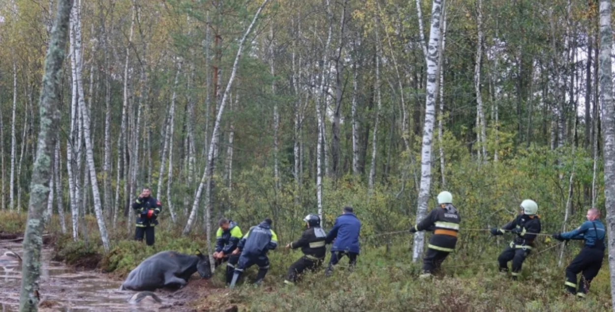 В Городокском районе спасатели вытащили из болота стадо коров | Новости  Беларуси | euroradio.fm