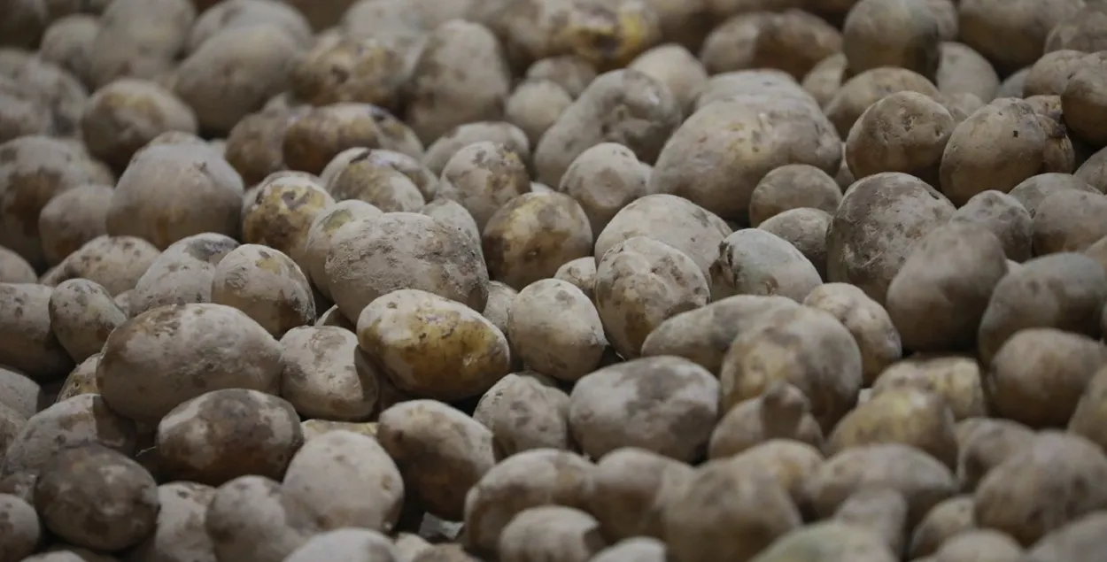 В Грузии картошку из Беларуси признали некачественной (иллюстративное фото)