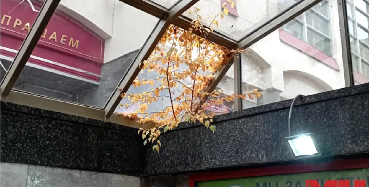 Деревце выросло в подземном переходе в районе станции метро Якуба Колоса