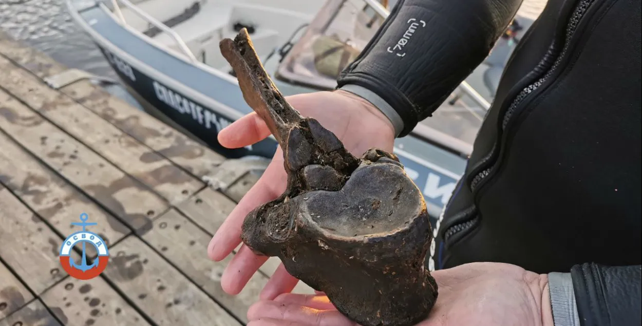 В Гомеле нашли кости древнего бизона