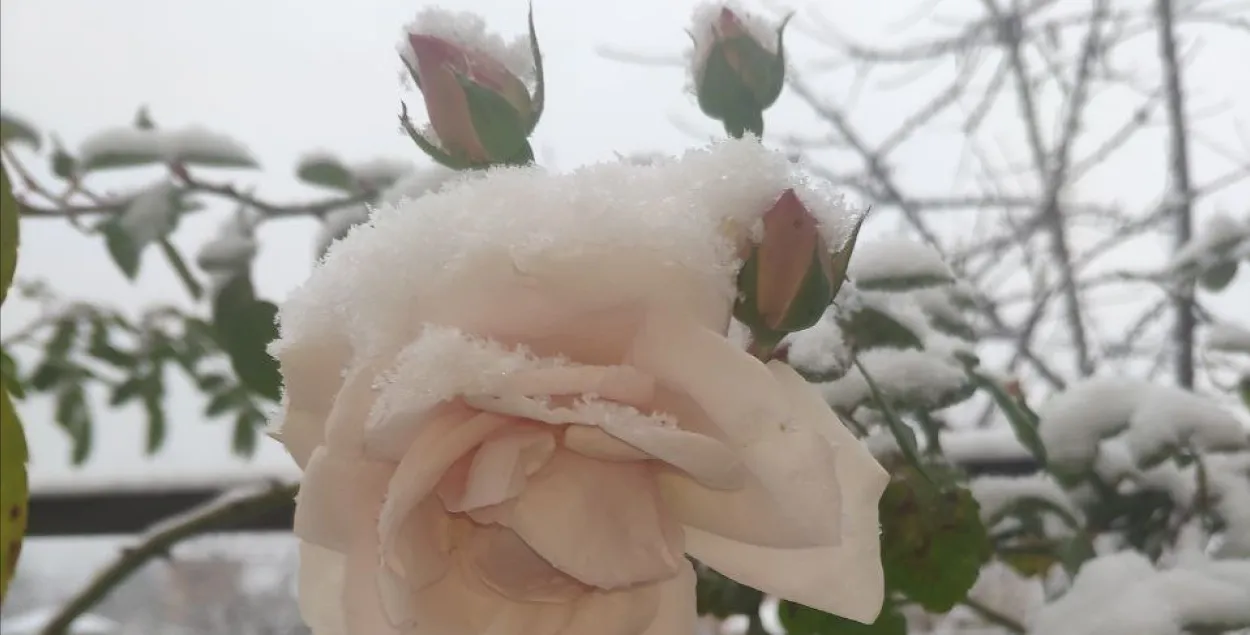 Ружы пад снегам у Брэсце
