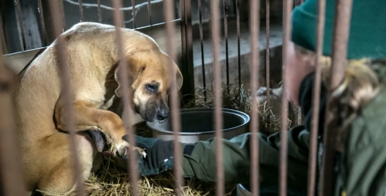 На ферме по разведению собак в Южной Корее