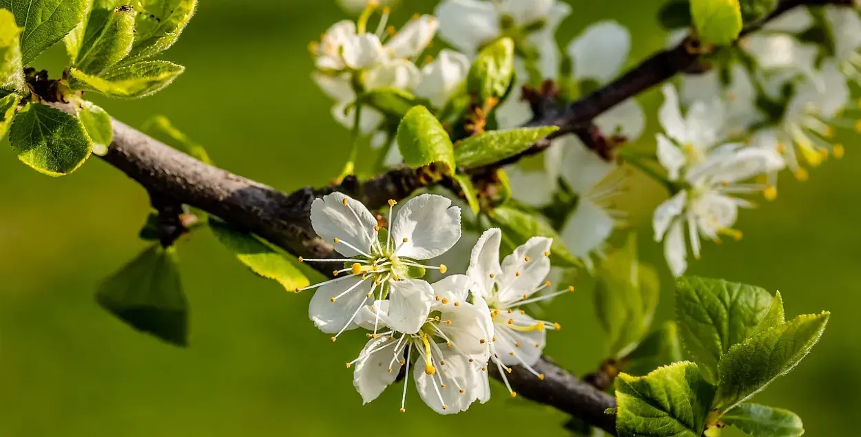 Май, иллюстративное фото
