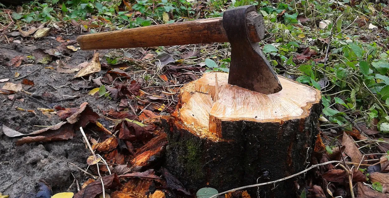 Срубили дерево (иллюстративное фото)
