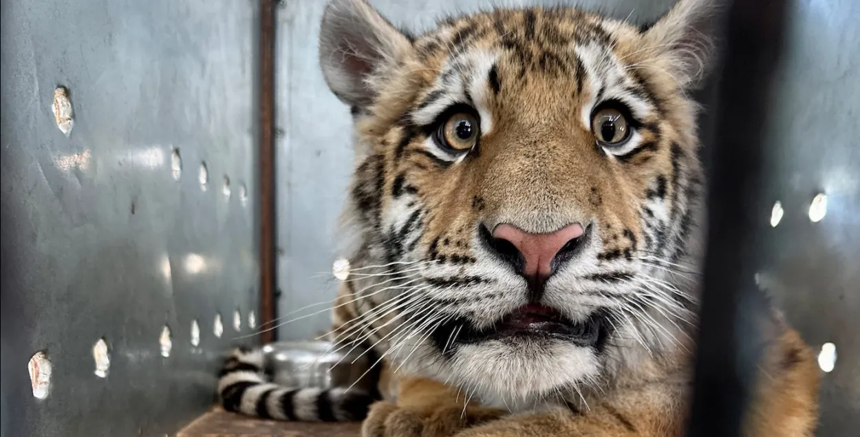 Тигр, которого передали в минский зоопарк
