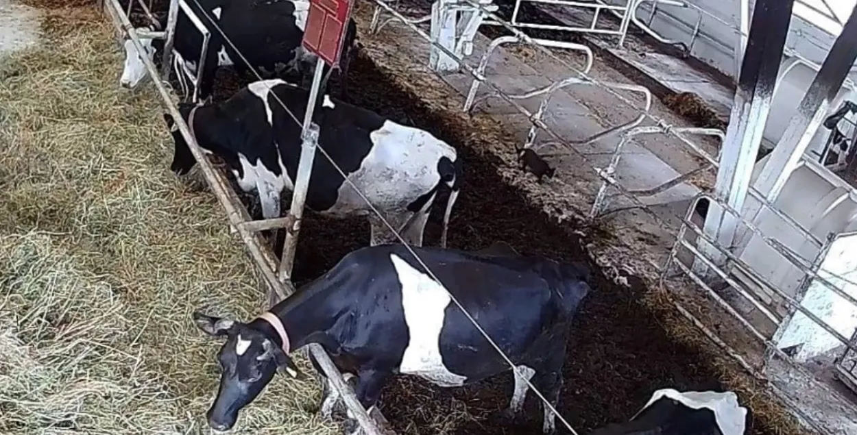 Наиболее распространенным нарушением является отсутствие корма
