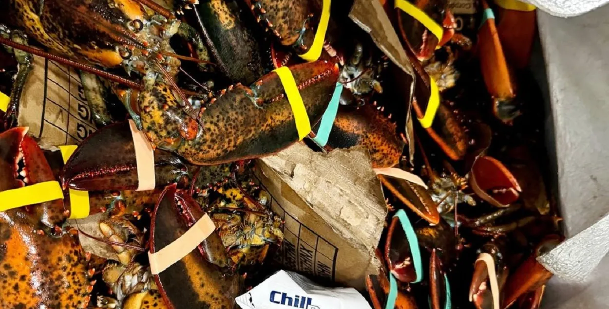 Лобстеров "без документов" передали ветеринарной службе
