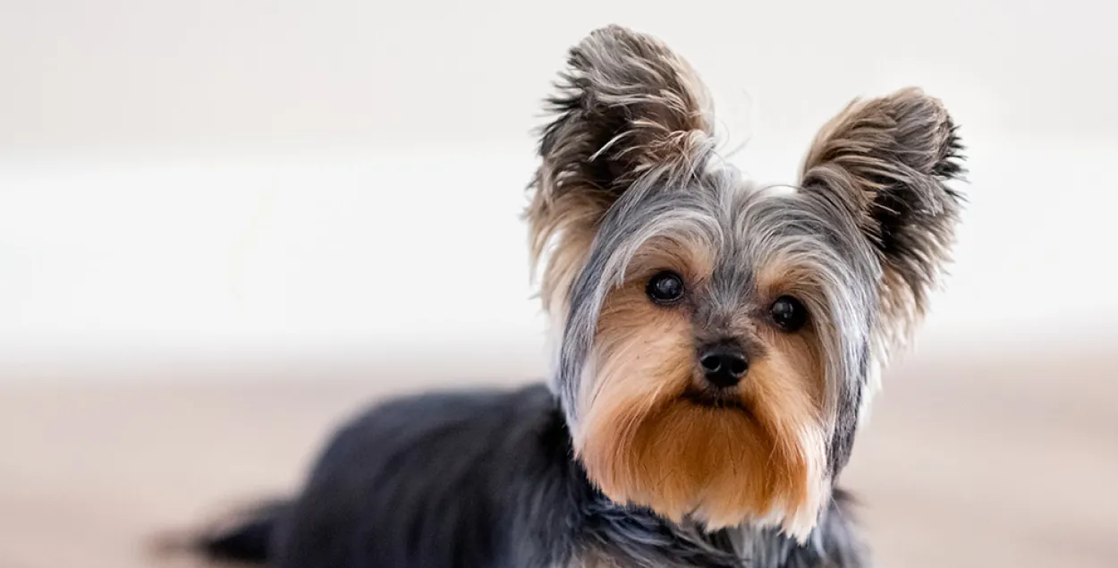 Фота носіць ілюстрацыйны характар
