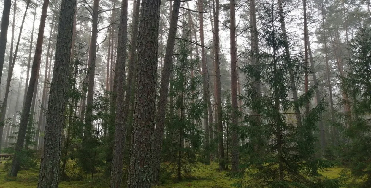 Лес возле Островецкой АЭС
