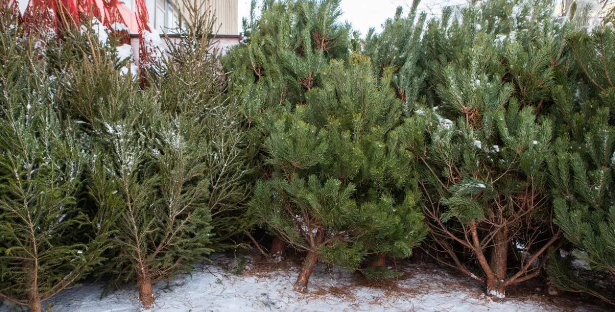 Ёлочный базар
