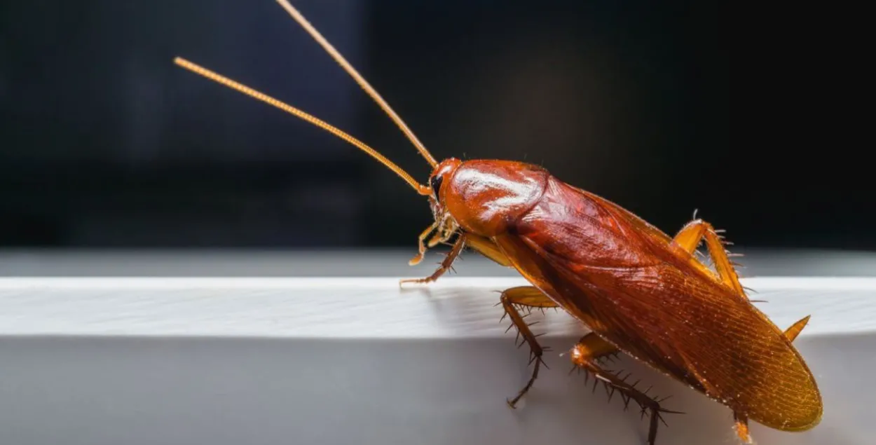 Таракан, иллюстративное фото
