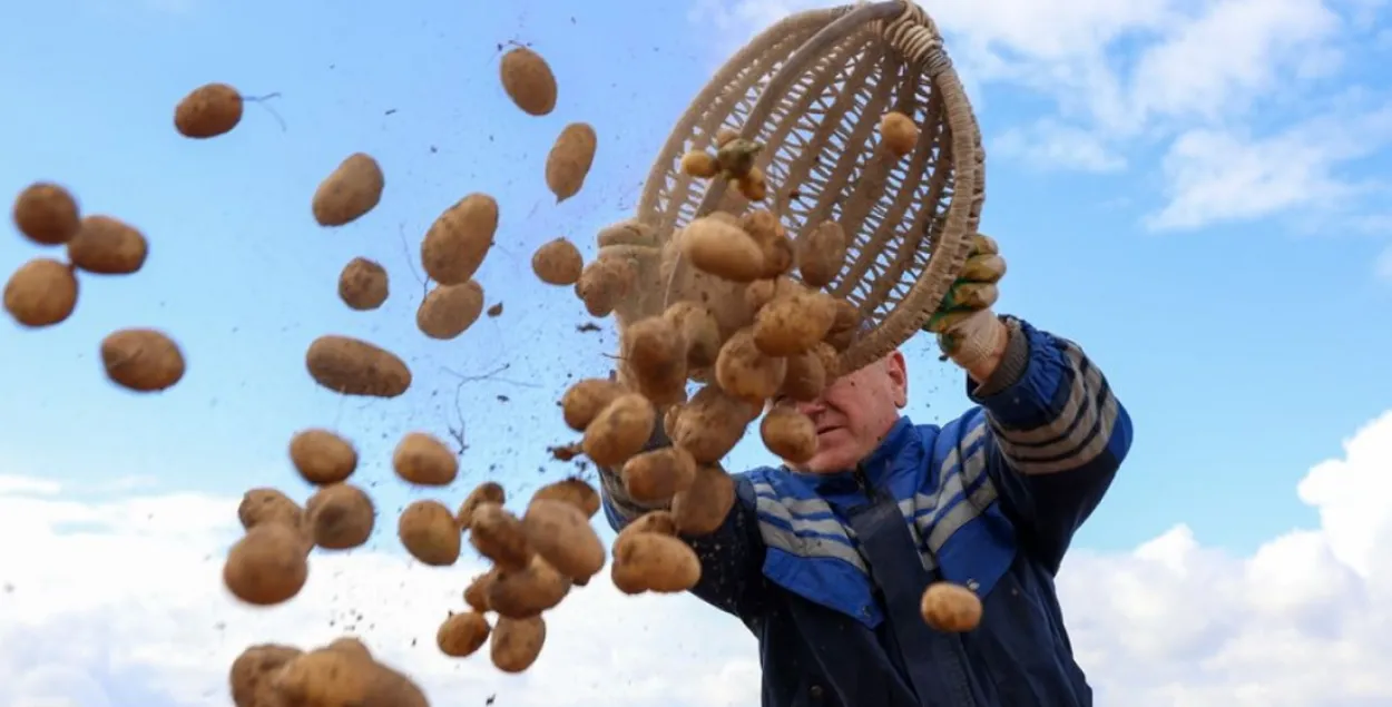 Правительство сделало препятствие для вывоза картофеля в Россию
