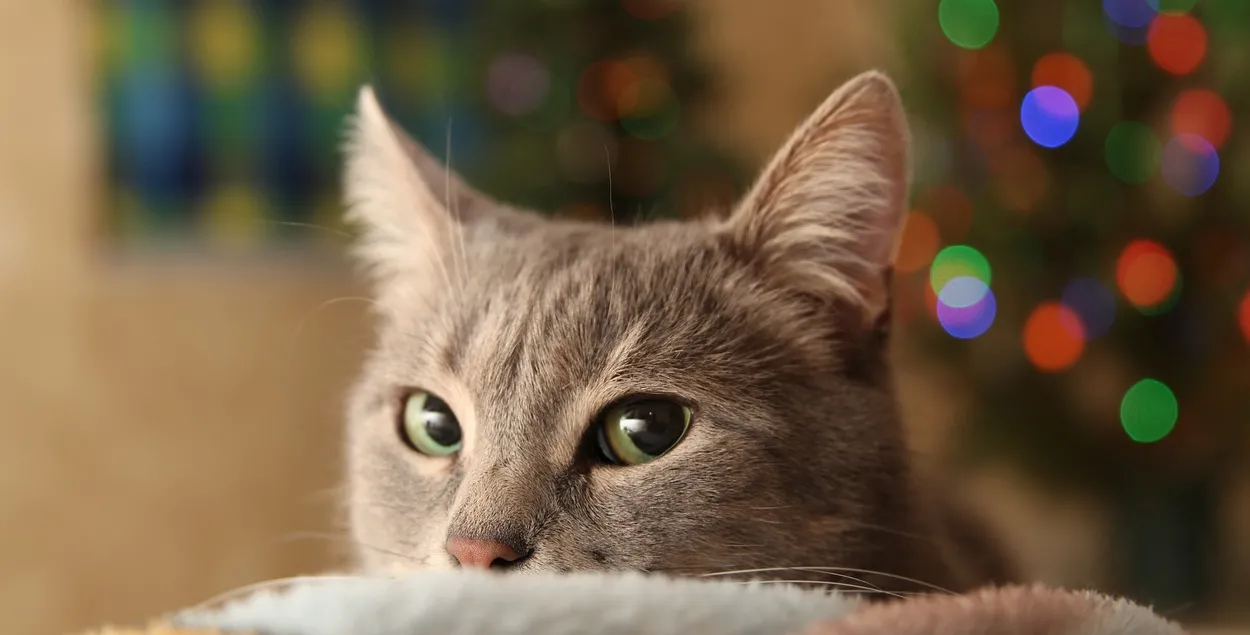 Скоро Новый год!
