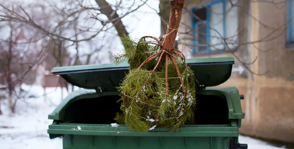 "Самовольно установленные елки убираются"
