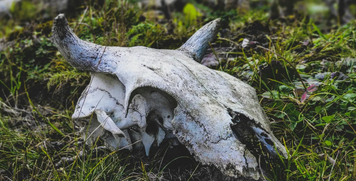 Чэрап каровы
