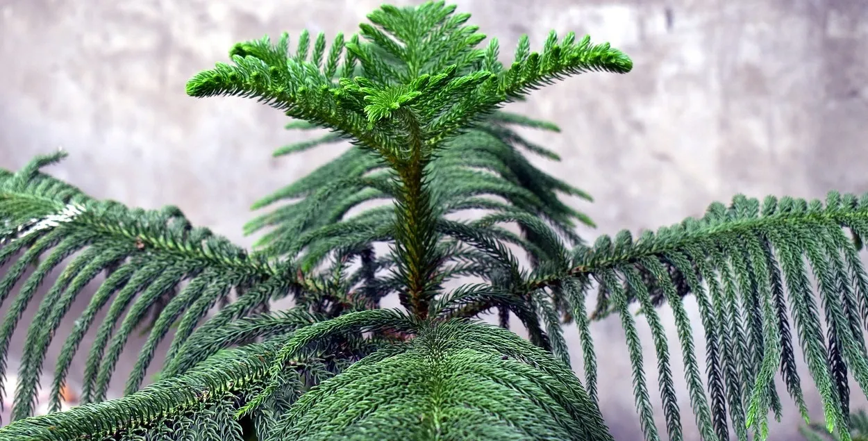 Дерево до метра будет стоить в Минском лесхозе 20 рублей 70 копеек
