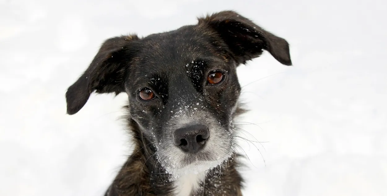 Собака, фото иллюстративное
