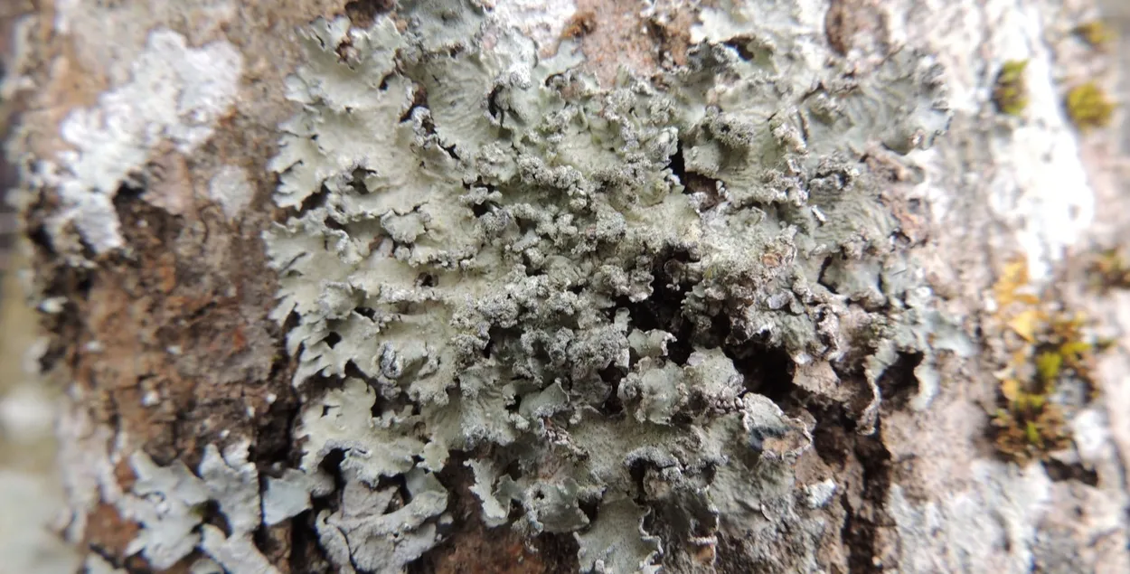 В Беларуси нашли новый вид лишайника