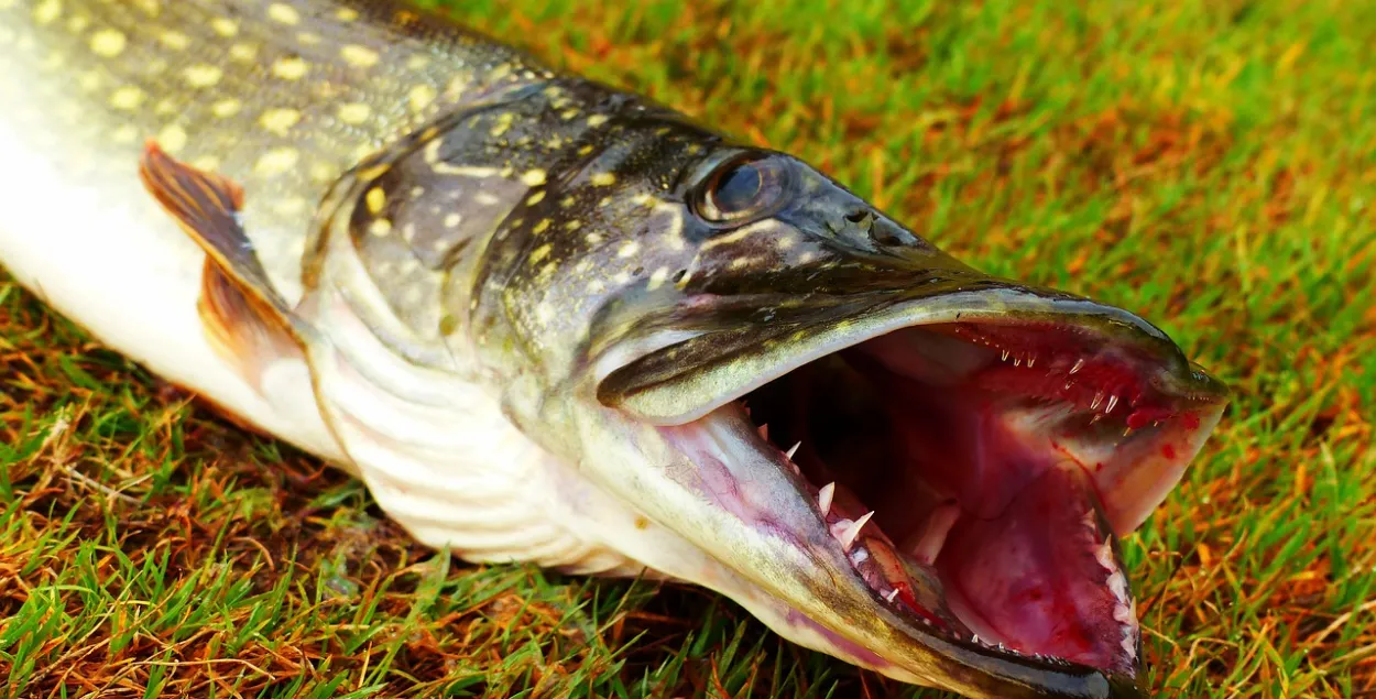 Хойніцкі рыбак лавіў рыбу ў возеры на тэрыторыі радыяцыйнага запаведніка, ілюстрацыйнае фота
