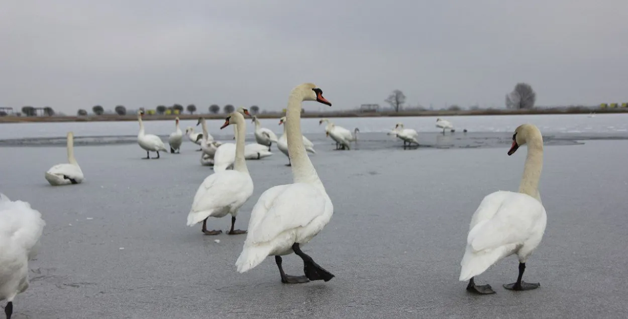 Зіма ў Беларусі
