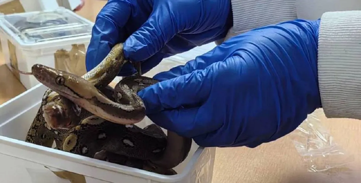 На этот раз питонов было 15
