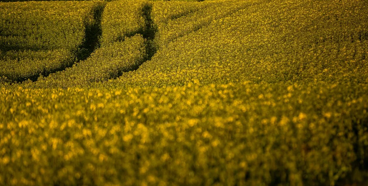 Сырье привезли с оккупированной россиянами территории Украины
