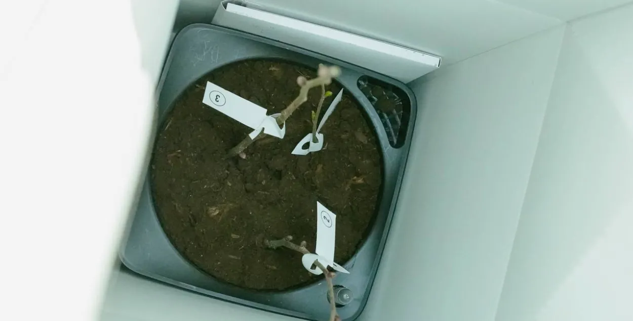 Орешник, переданный в Минск&nbsp;
