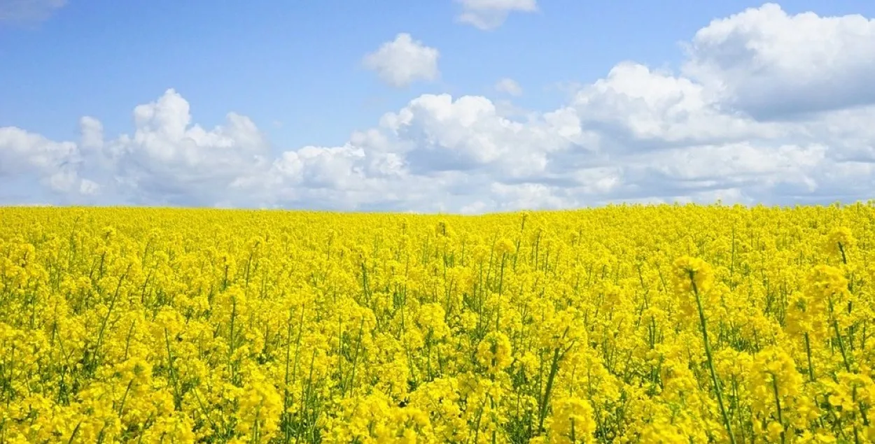 Россия везёт сырьё с оккупированных территорий, а Беларусь продаёт в ЕС
