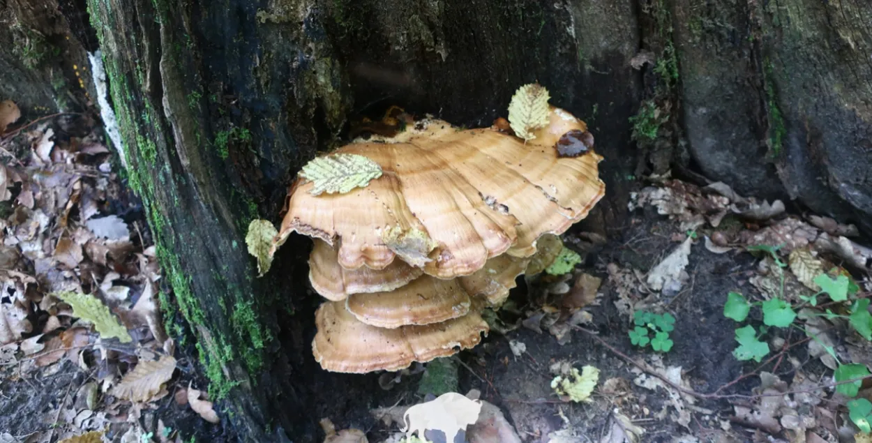 Гигантский мерипилус, найденный в Беловежской пуще
