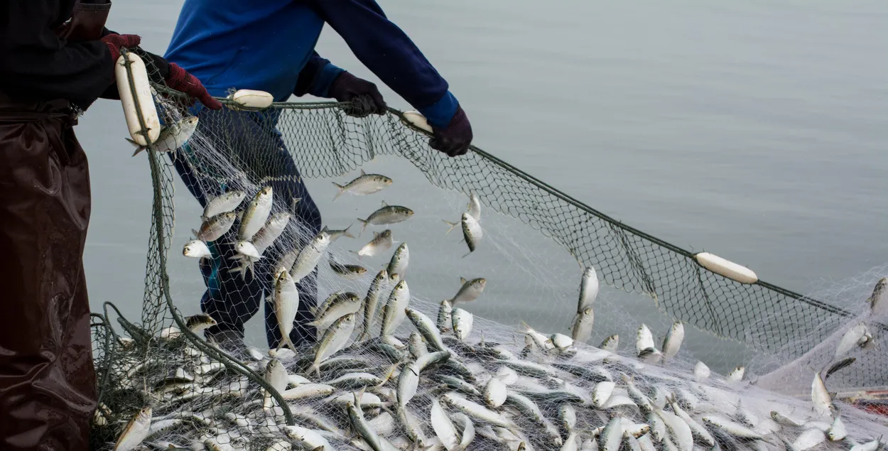 Как окружение Лукашенко ловит рыбу в России
