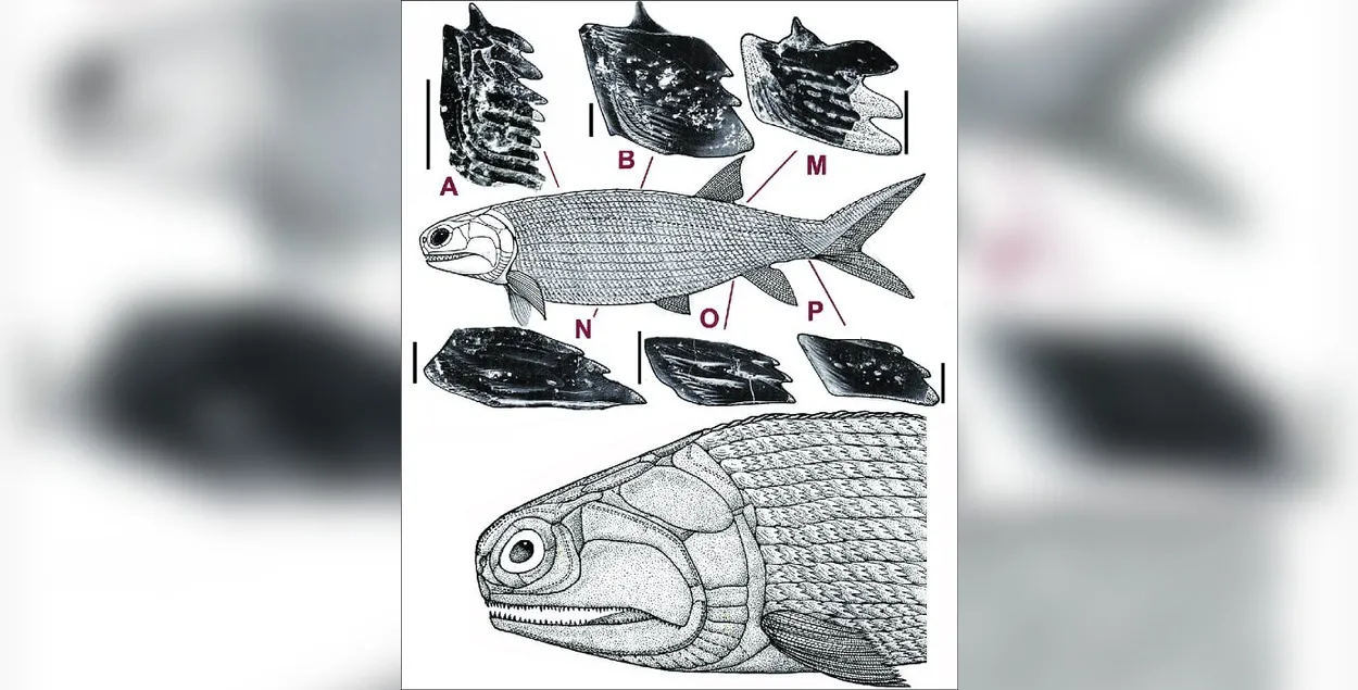 Новый вид древних рыб Moythomasia lebedevi