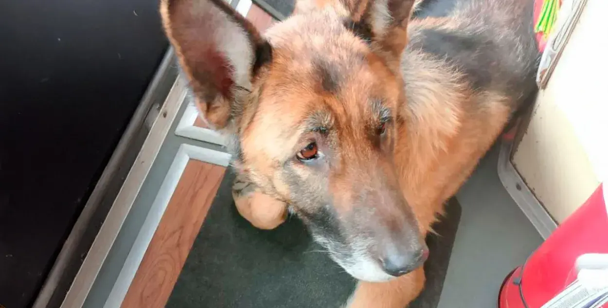 Аўчарку-"бесквіточніцу" ловяць у грамадскім транспарце Гродна
