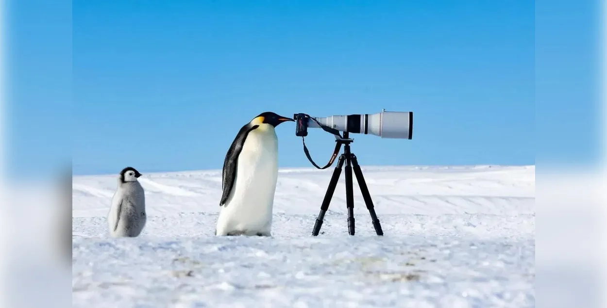Пингвин смотрит в фотоаппарат